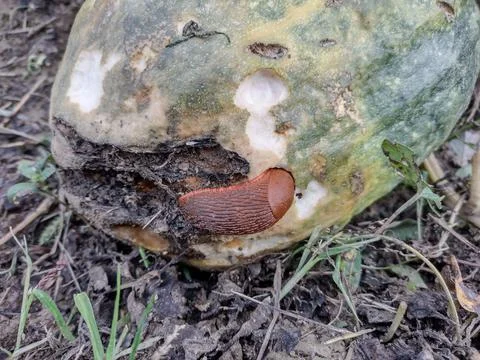 A slug eats from a pumpkin. Pest Stockfoto's