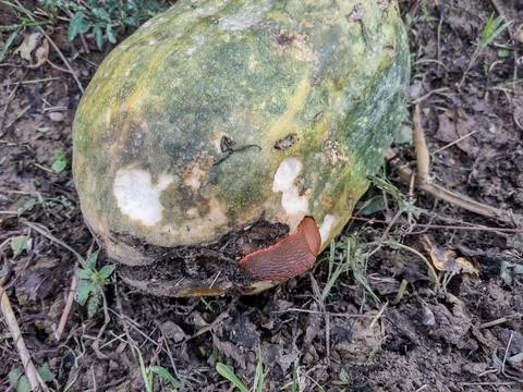 A slug eats from a pumpkin. Pest Stock-Fotos