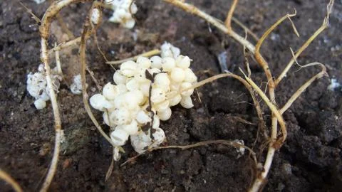 Slug Eggs Stock Photos