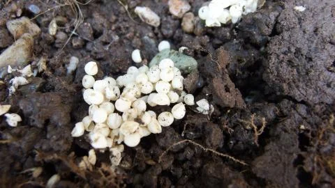 Slug Eggs Stock Photos