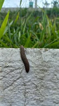 Slug Exploring the Wall Stock Photos