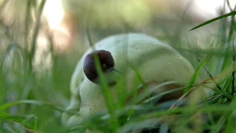 Slug on a fallen green apple. Stock Footage 218626295