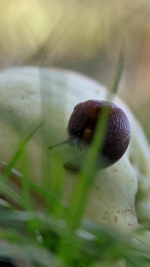 Slug on a fallen green apple. Vertical video. Stock Footage 305144142