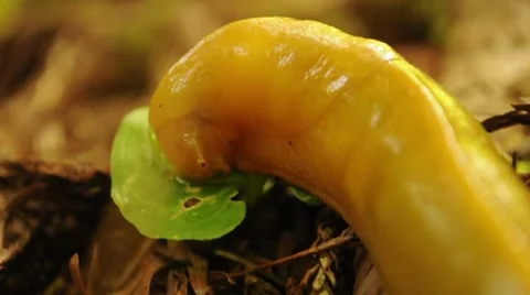 Slug Feasting on Leaf 002365 Stock Footage 8680514