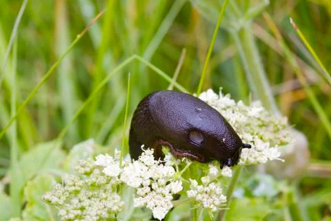 Slug on a Flower Stock Photos