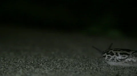 Slug Stock Footage 751003