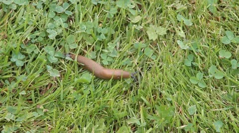 Slug 스톡 동영상 12013416