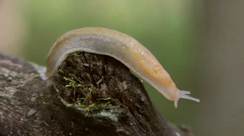 Slug Stock Footage 27136820