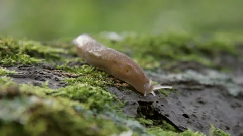 Slug Stock Footage 27141290