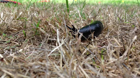 Slug Stock Footage 28503006