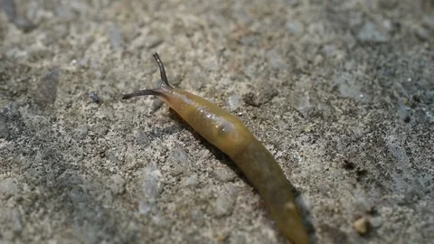 Slug Stock Footage 80858069
