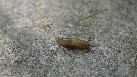Slug Stock Footage 80858553