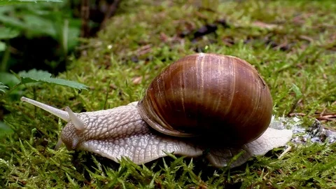 Slug Stock-Footage 82640232