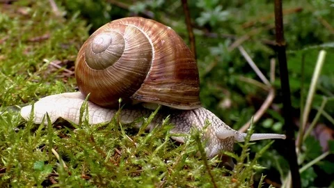 Slug 스톡 동영상 82640421