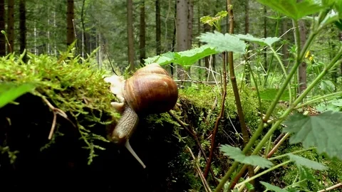 Slug Stock Footage 82640504