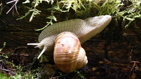 Slug 스톡 동영상 82640555