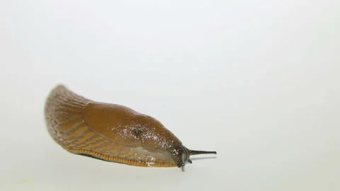 Slug Stock Footage 86532900