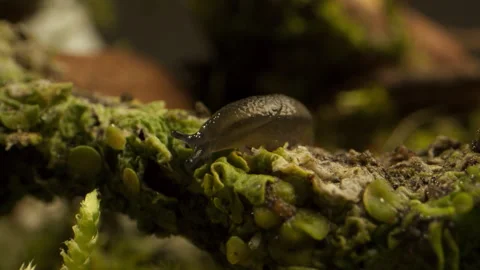 Slug Stock Footage 151470811