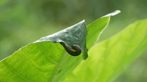 Slug Stock Footage 205493877