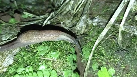 Slug Stock Footage 234538159