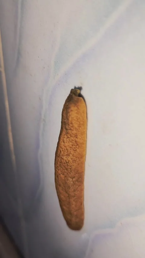 Slug Stock Footage 276282688