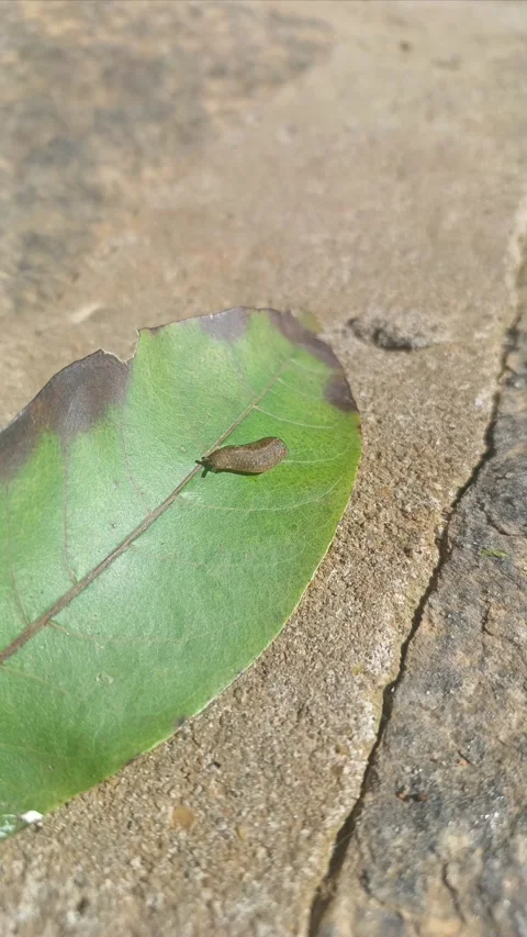 SLUG Stock Footage 303828674