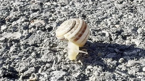 Slug Stock Footage 328157604