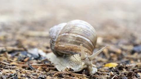 Slug on a forest path in 스톡 사진