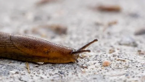 Slug on a forest path in Stock Photos