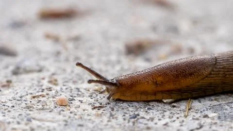 Slug on a forest path Фото