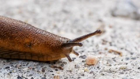 Slug on a forest path 스톡 사진