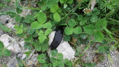 Slug found under some small plants Stock Footage 255210419