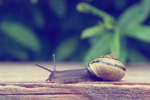 Slug in a garden Stock Photos