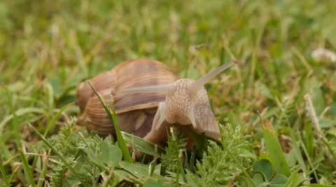 SLUG IN GRAS Stock Footage 52607197