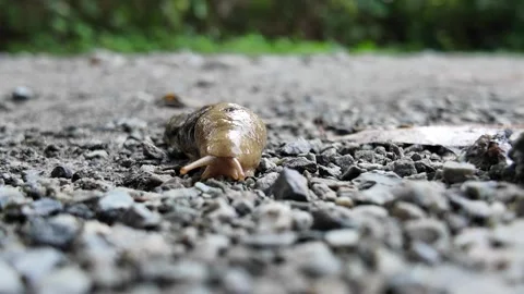 Slug in the grass Stock Footage 300406187