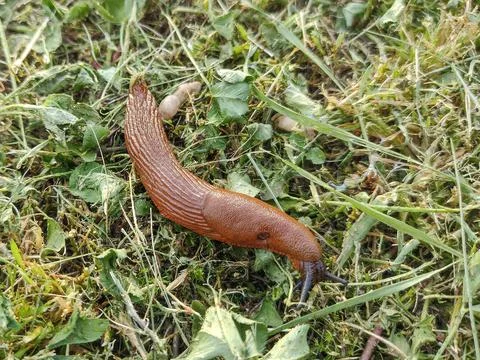 Slug in the grass in Romania Stockfoto's