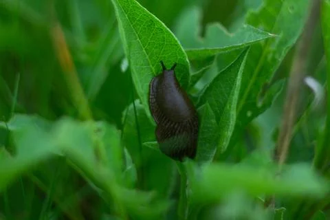 Slug on green leaf Photos