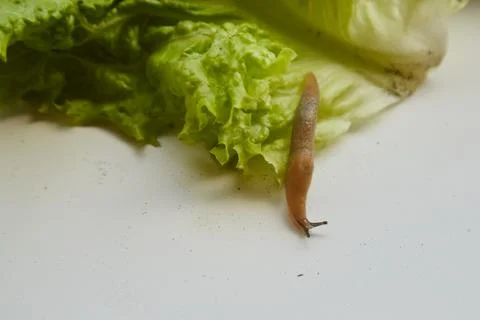 Slug on green leaf on white background .close-up Stock Photos