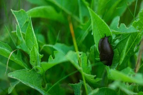 Slug on green Photos