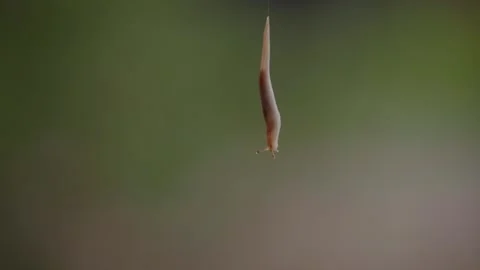 Slug hanging from mucus thread Stock Footage 266466698