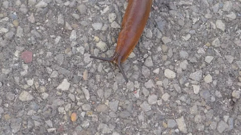 Slug Head Close-Up on Asphalt Stock Footage 345843613
