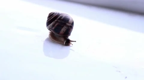 Slug on isolated background Stock Footage 41493442