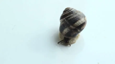 Slug isolated on white background Stock Footage 39591599