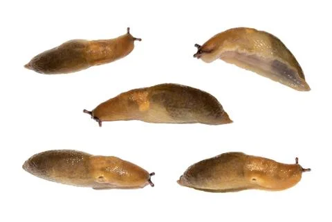 Slug isolated on a white background. Stock Photos
