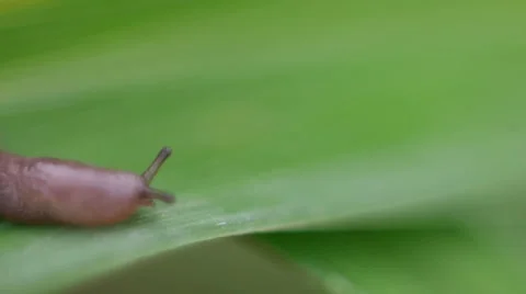 Slug on leaf macro view Stock Footage 50518526