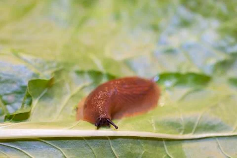 Slug on leaf Stock Photos