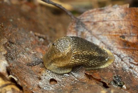 Slug on leaf Stock Photos