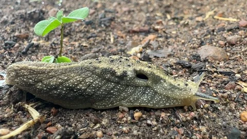 Slug leaving slime trail 스톡 동영상 248766077