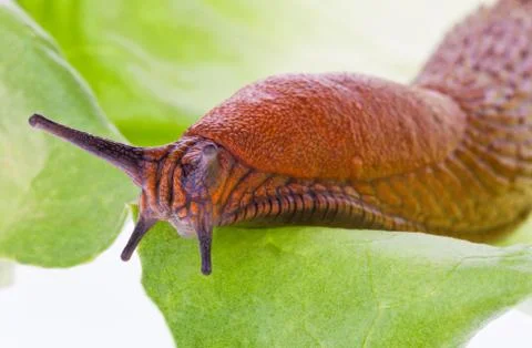 Slug on a lettuce leaf Stock Photos