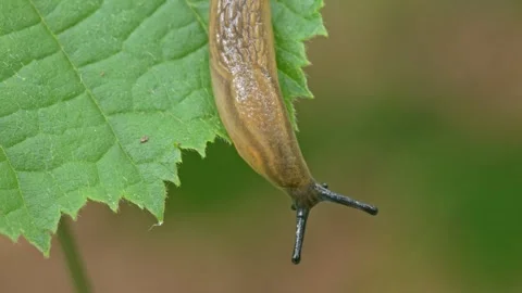 Slug (limax) crawling on a leaf Vidéo 346161624